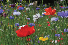 Hen Party ‘Bride To Bee’ Wildflower Seed Favours