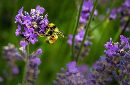 5 Ways To Create A Buzzing Wildlife Garden