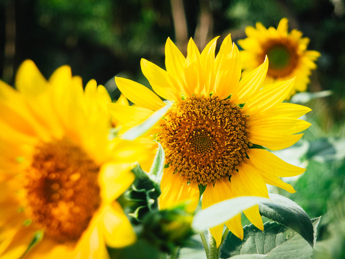 Flower favour focus: Sunflowers