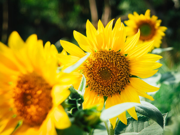 Flower favour focus: Sunflowers