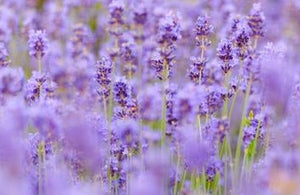 Flower favour focus: Lavender